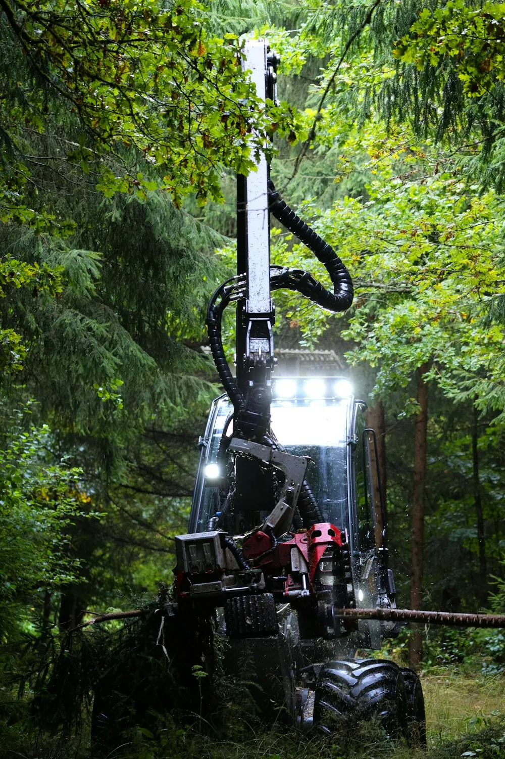 Forestry harvester machine working in a dense forest